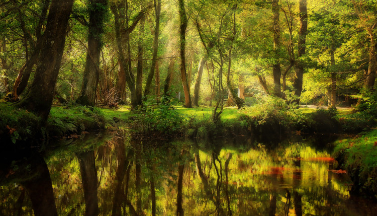 Национальный парк Новый Лес, графство Хэмпшир, Англия
