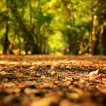 Национальный парк Новый Лес, графство Хэмпшир, Англия Национальный парк Новый Лес, графство Хэмпшир, Англия