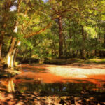 Национальный парк Новый Лес, графство Хэмпшир, Англия Национальный парк Новый Лес, графство Хэмпшир, Англия