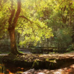 Национальный парк Новый Лес, графство Хэмпшир, Англия Национальный парк Новый Лес, графство Хэмпшир, Англия