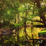 Национальный парк Новый Лес, графство Хэмпшир, Англия Национальный парк Новый Лес, графство Хэмпшир, Англия