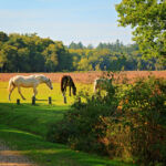 Национальный парк Новый Лес, графство Хэмпшир, Англия Национальный парк Новый Лес, графство Хэмпшир, Англия