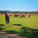 Национальный парк Новый Лес, графство Хэмпшир, Англия Национальный парк Новый Лес, графство Хэмпшир, Англия