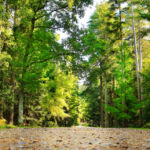 Национальный парк Новый Лес, графство Хэмпшир, Англия Национальный парк Новый Лес, графство Хэмпшир, Англия