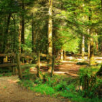 Национальный парк Новый Лес, графство Хэмпшир, Англия Национальный парк Новый Лес, графство Хэмпшир, Англия