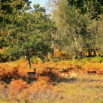 Национальный парк Новый Лес, графство Хэмпшир, Англия Национальный парк Новый Лес, графство Хэмпшир, Англия