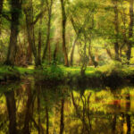 Национальный парк Новый Лес, графство Хэмпшир, Англия Национальный парк Новый Лес, графство Хэмпшир, Англия