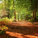 Национальный парк Новый Лес, графство Хэмпшир, Англия Национальный парк Новый Лес, графство Хэмпшир, Англия