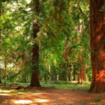 Национальный парк Новый Лес, графство Хэмпшир, Англия Национальный парк Новый Лес, графство Хэмпшир, Англия