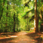 Национальный парк Новый Лес, графство Хэмпшир, Англия