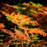 Национальный парк Новый Лес, графство Хэмпшир, Англия Национальный парк Новый Лес, графство Хэмпшир, Англия