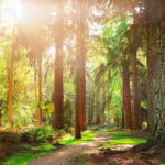 Национальный парк Новый Лес, графство Хэмпшир, Англия Национальный парк Новый Лес, графство Хэмпшир, Англия