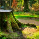 Национальный парк Новый Лес, графство Хэмпшир, Англия Национальный парк Новый Лес, графство Хэмпшир, Англия