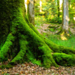 Национальный парк Новый Лес, графство Хэмпшир, Англия Национальный парк Новый Лес, графство Хэмпшир, Англия