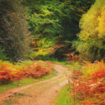 Национальный парк Новый Лес, графство Хэмпшир, Англия Национальный парк Новый Лес, графство Хэмпшир, Англия