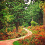 Национальный парк Новый Лес, графство Хэмпшир, Англия Национальный парк Новый Лес, графство Хэмпшир, Англия