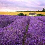 Лавандовые поля, Котсуолдс, Англия Лавандовые поля, Котсуолдс, Англия